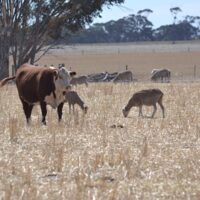 Livestock Forum – Jamestown 14th July 2021