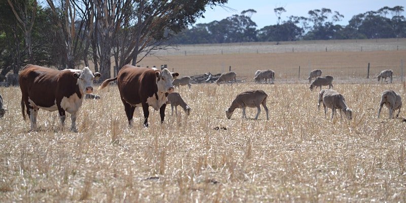 YMNRDA Livestock Forum Jamestown 14th July 2021